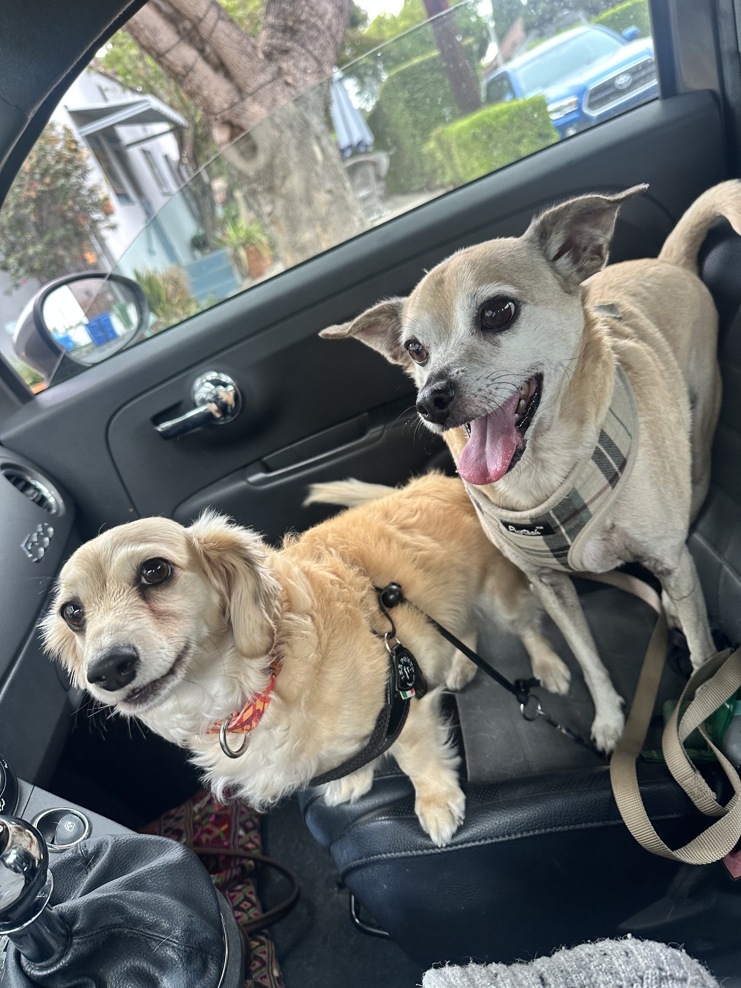 Two dogs sitting on a car seat in the front of a car, with a residential neighborhood visible through the window.