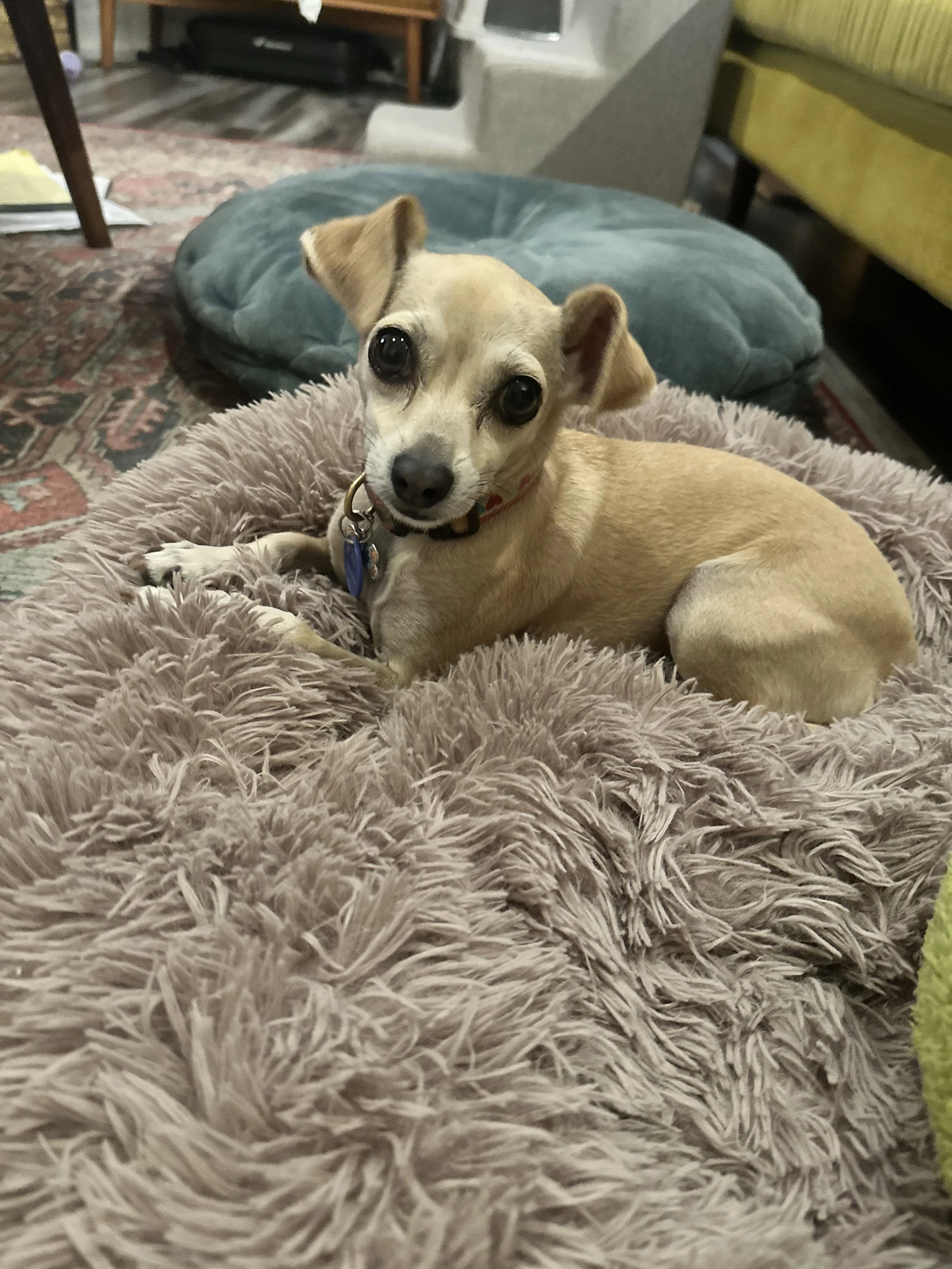 A small tan dog with black eyes and a black nose lying on a fluffy pink blanket, looking at the camera, with a large blue round cushion and other furniture in the background.