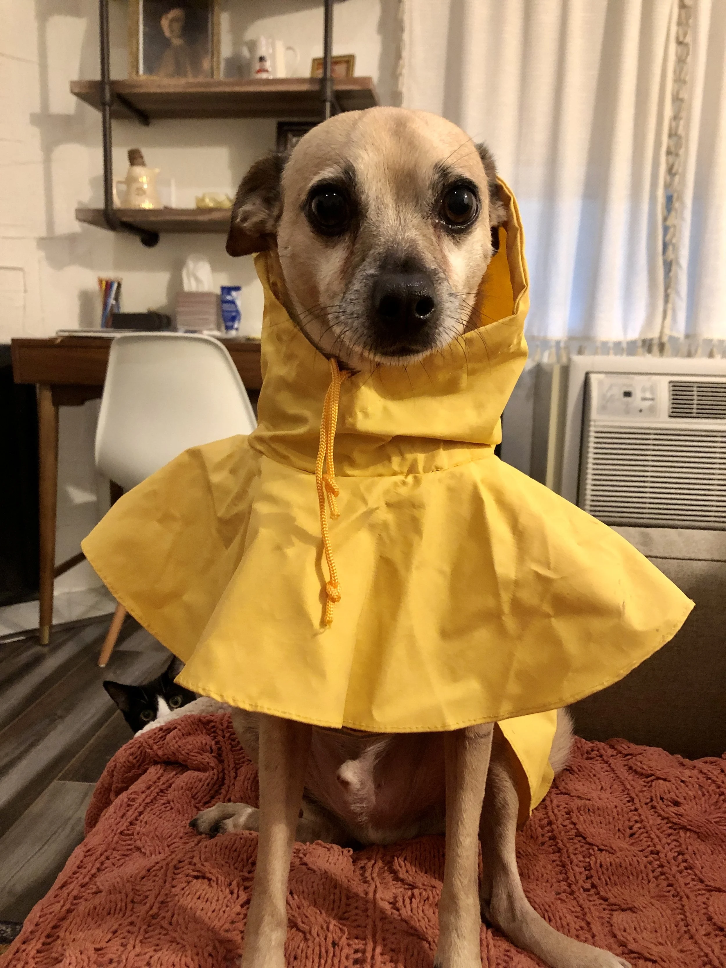 A small dog wearing a yellow raincoat with a hood, sitting on a red blanket on a couch. A cat is partially visible behind the dog. The scene appears to be indoors with furniture and an air conditioning unit in the background.