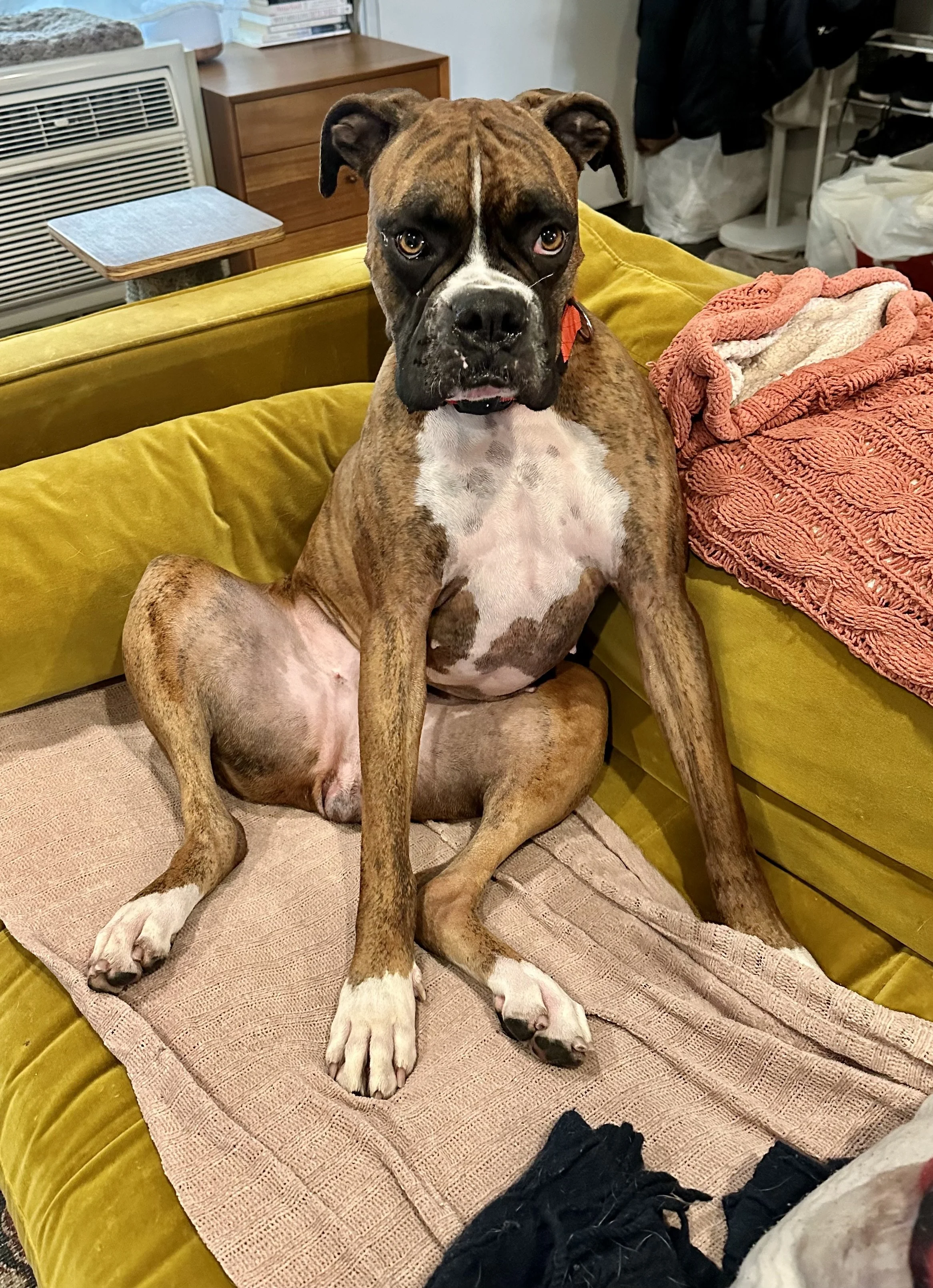 A dog with a brindle coat, sitting upright on a beige cushion on a mustard yellow sofa. The dog has a white chest and paws, and a dark face with a white stripe down the middle of its forehead. Behind the sofa, there is a wooden dresser, a small table, and some items including folded blankets.