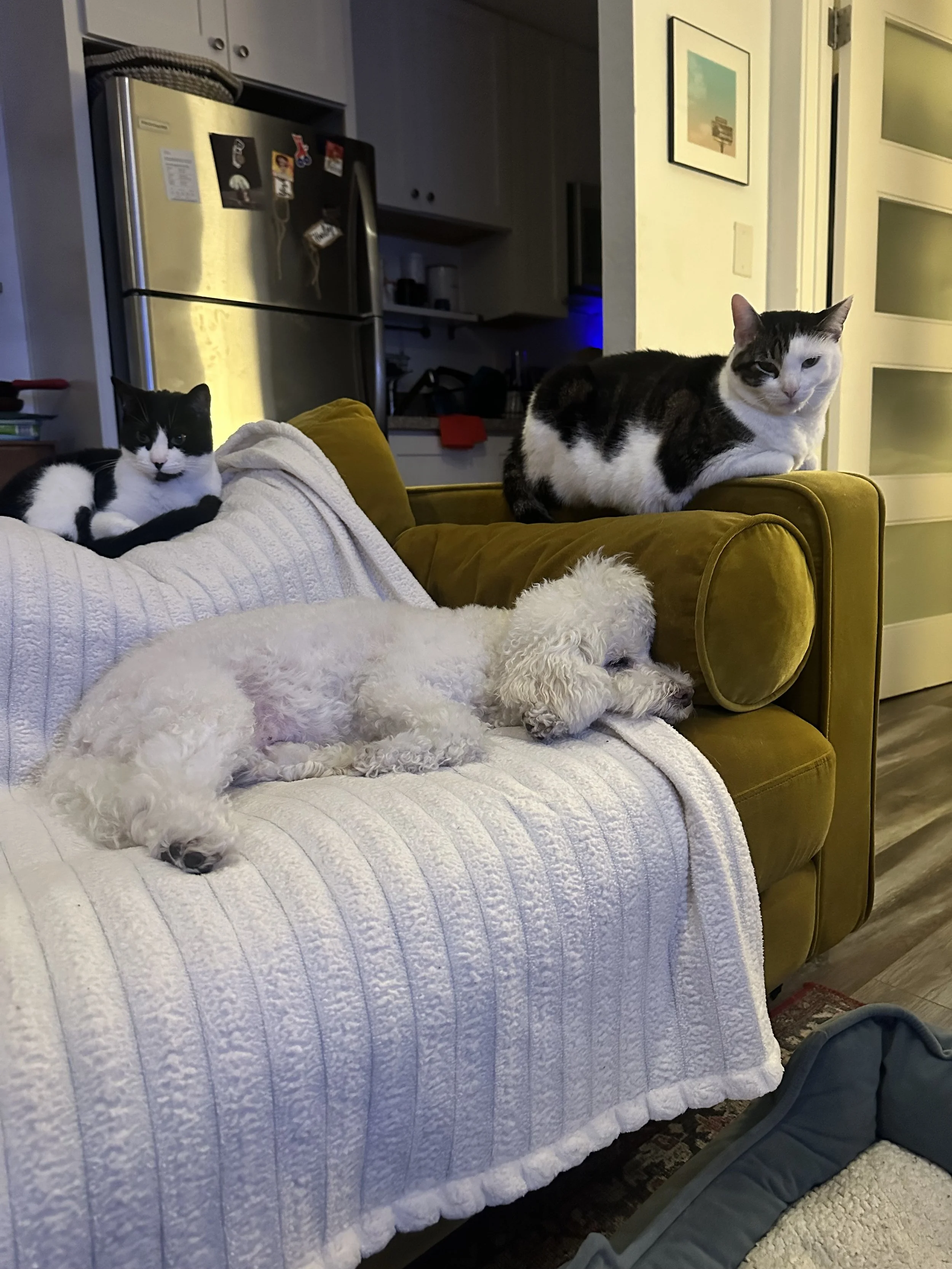 A white poodle dog sleeping on a white quilted blanket on a sofa, alongside three cats, one on a mustard couch and two on the backrest of the sofa, in a cozy living room.