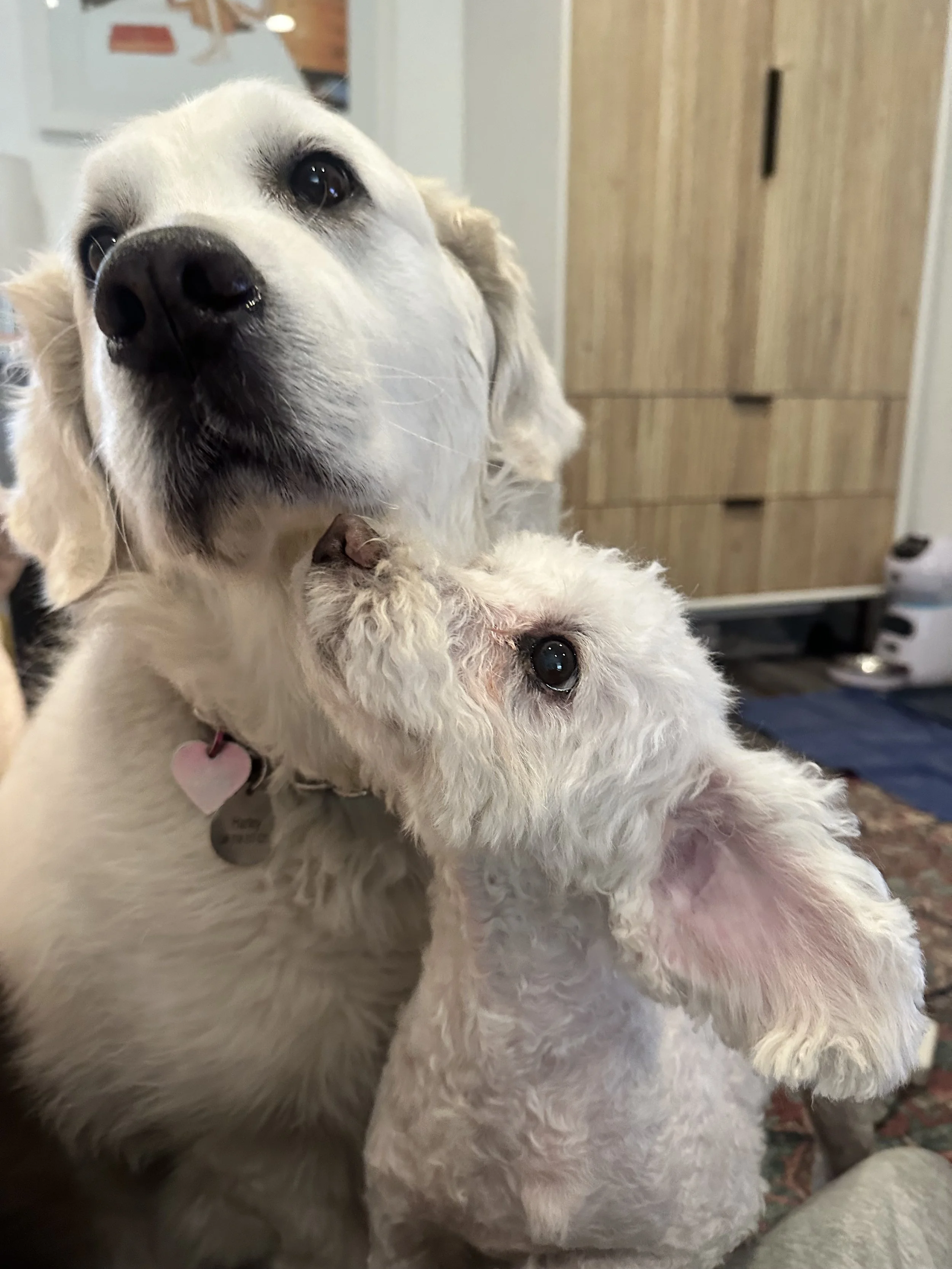 Two dogs, a large one and a smaller one, are close together indoors. The larger dog has a white coat and dark eyes, with its head tilted slightly. The smaller dog has a curly, white coat, and is nuzzling the larger dog, with its head tilted upwards.