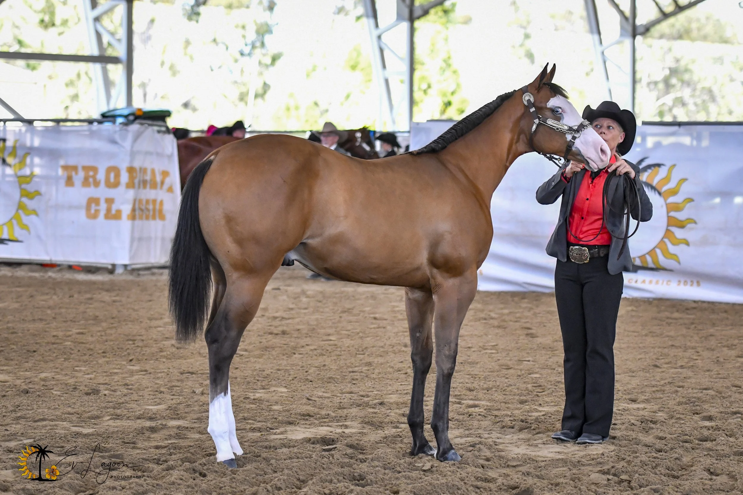 GP Jamacian Cool Breeze shown at halter by Michelle Garratt..jpg