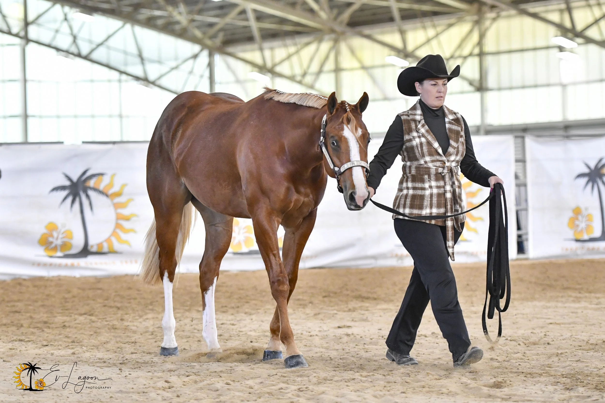 Take One shown by Lynette Fry in Yearling Versatility classes..jpg