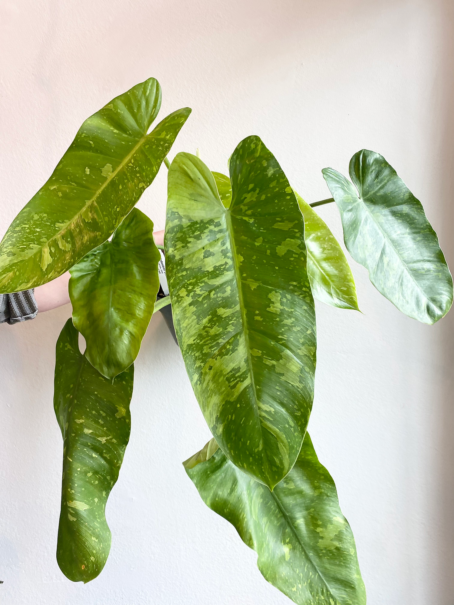 philodendron black gold Philodendron melanochrysum Black Gold 1gal