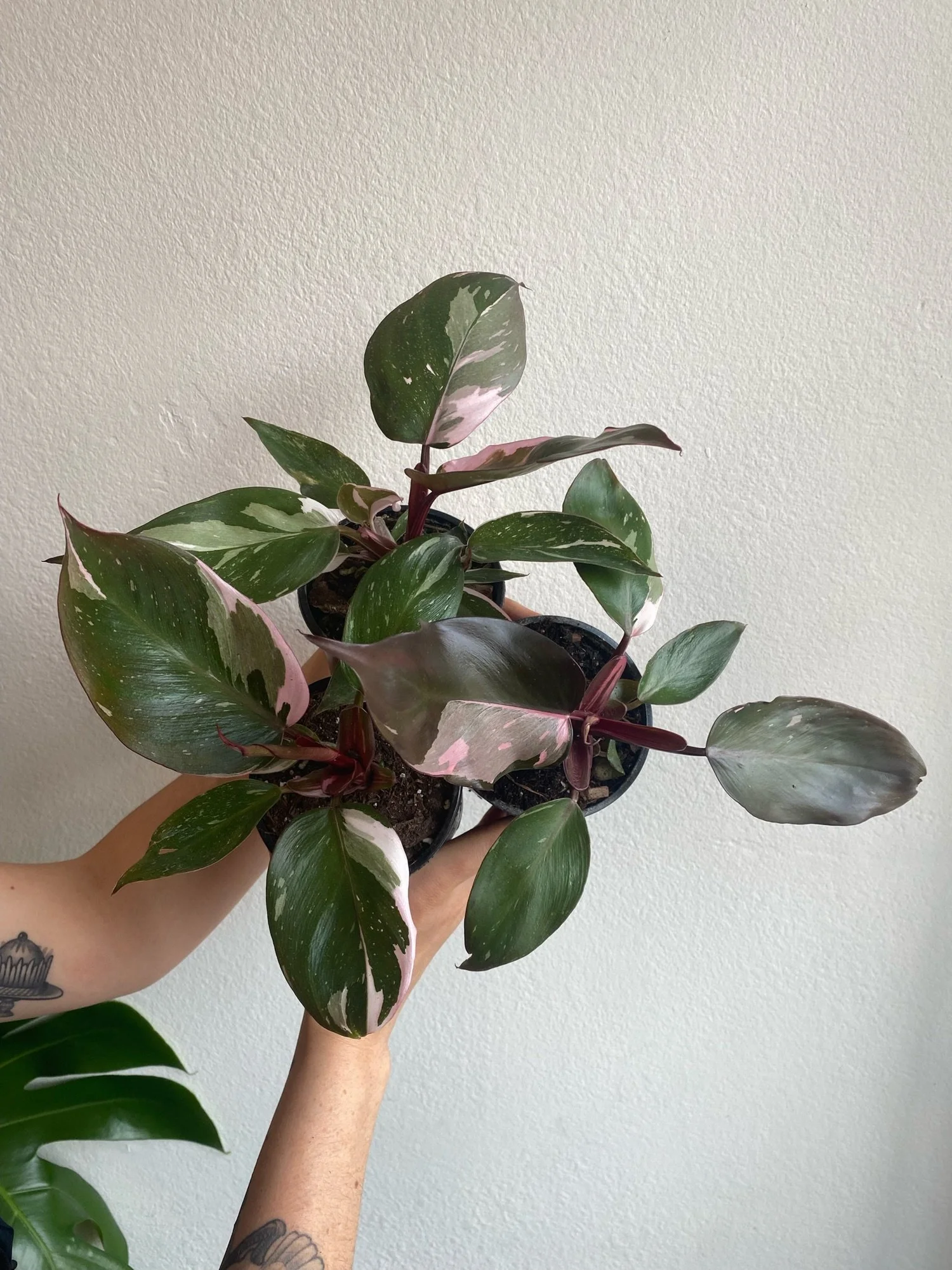 black cardinal philodendron care Philodendron 'Black Cardinal' 8