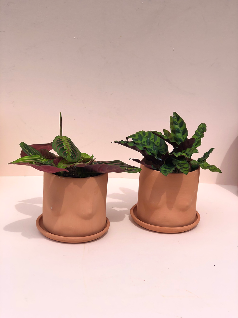 Boob Planter | Starflower