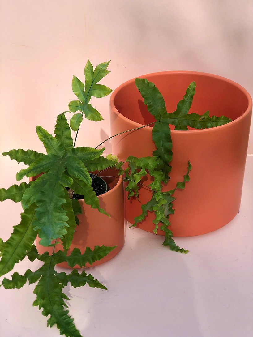 ceramic pots.jpeg