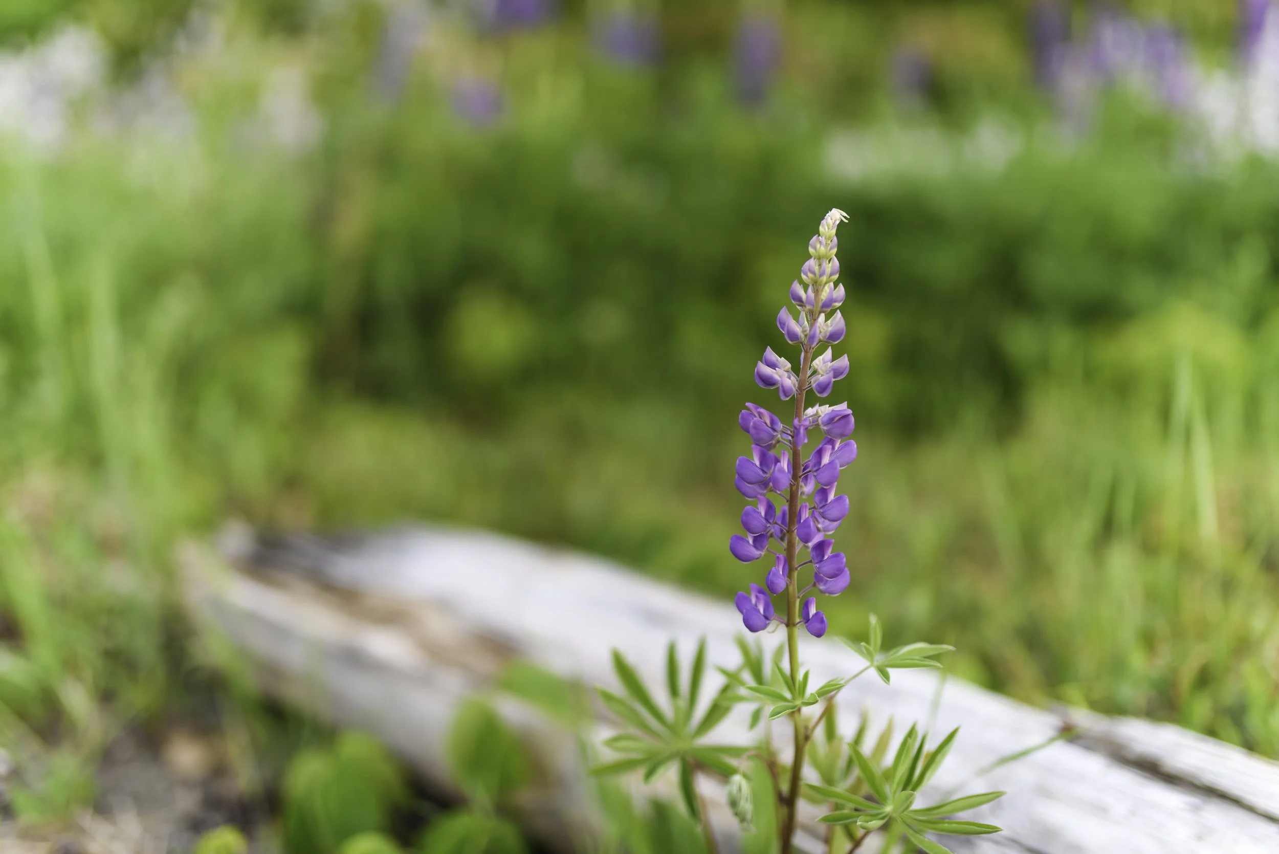 Lupine on summer solstice eve, Belfast, Maine