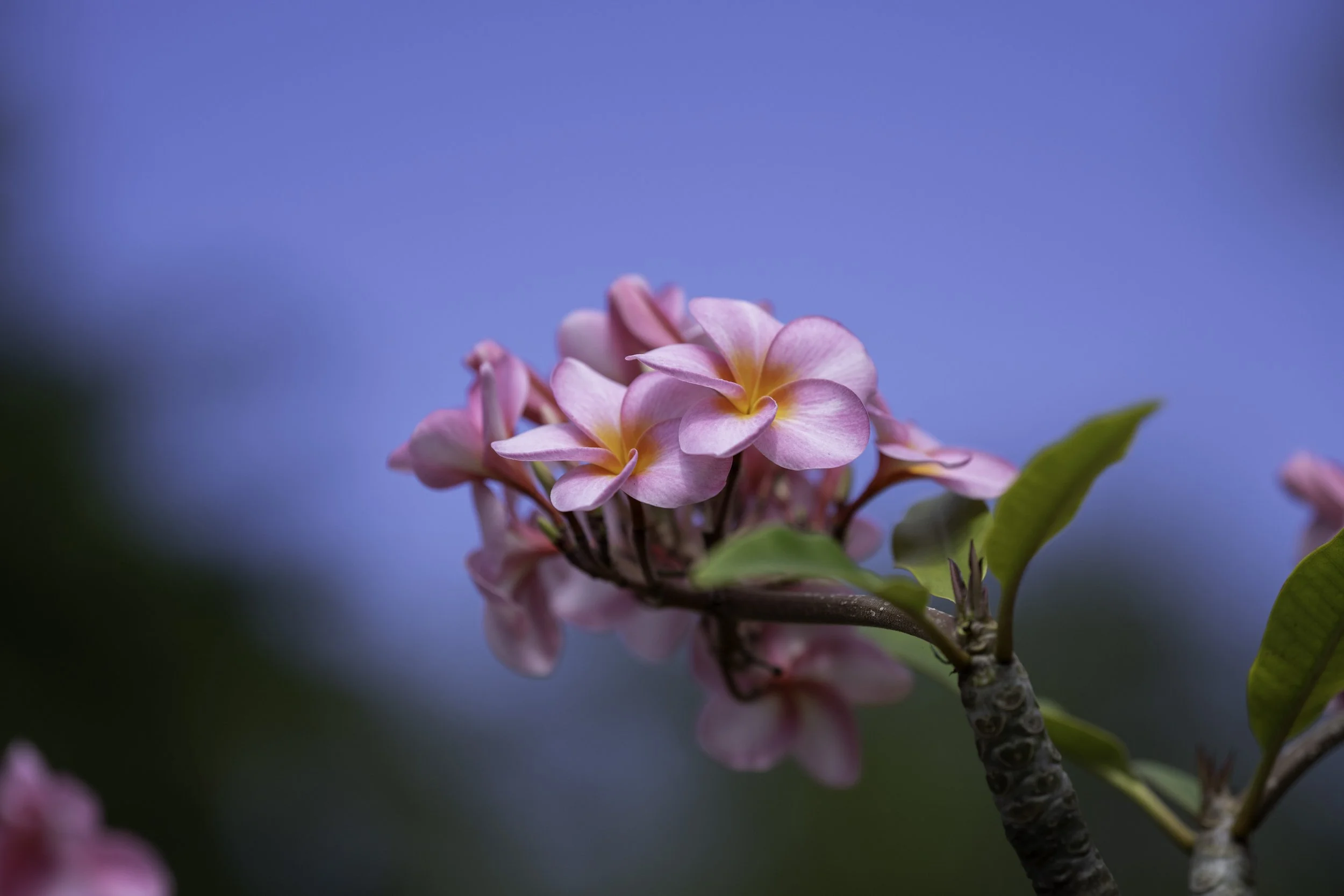 Plumeria, Koko Crater Botanical Garden