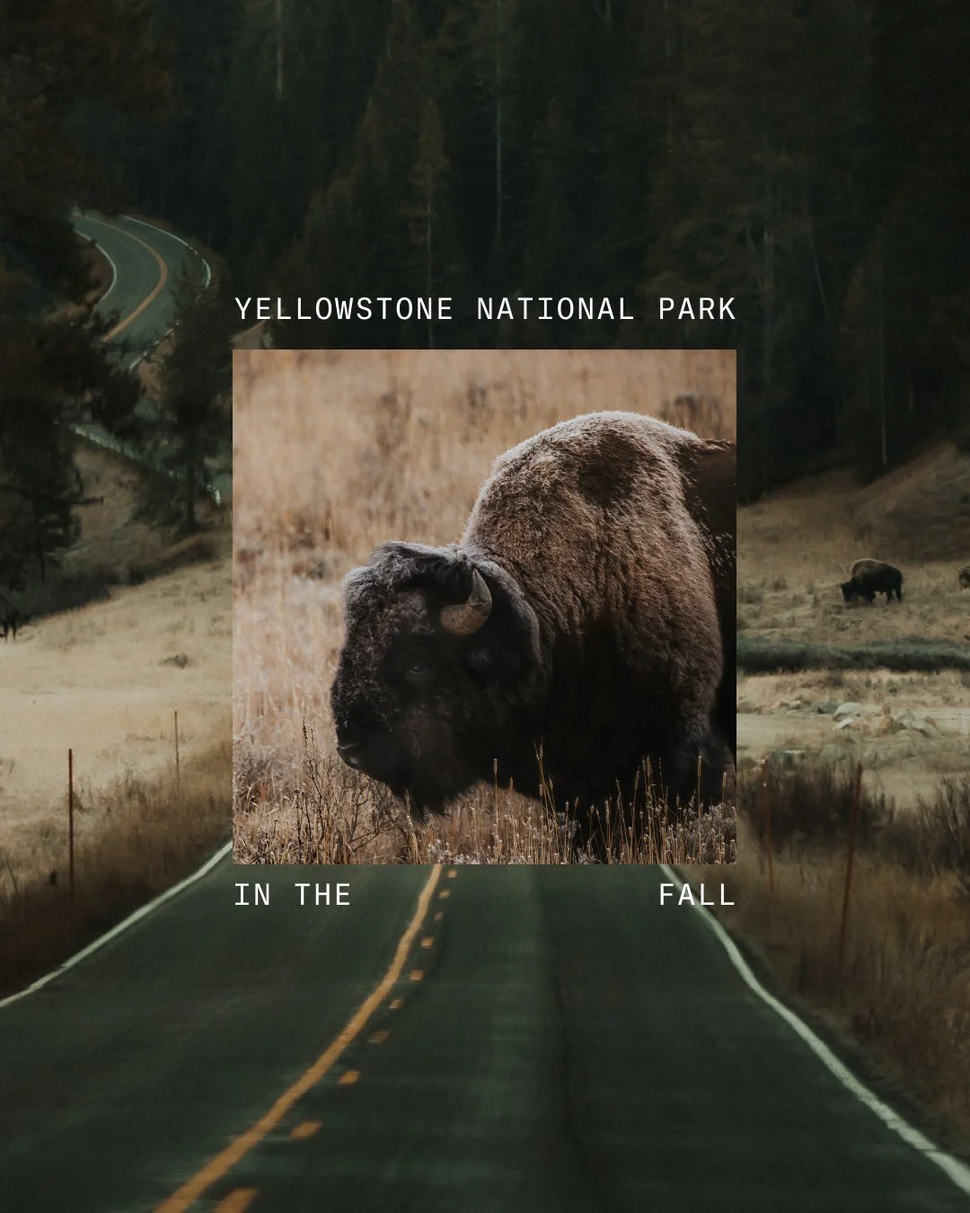 Fall in Yellowstone has a way of slowing everything down. Golden grass, quiet roads, bison moving through the valley like they own it (they do).

A few days is all it takes. Soak at the hot springs the night you arrive, spend a full day watching wild