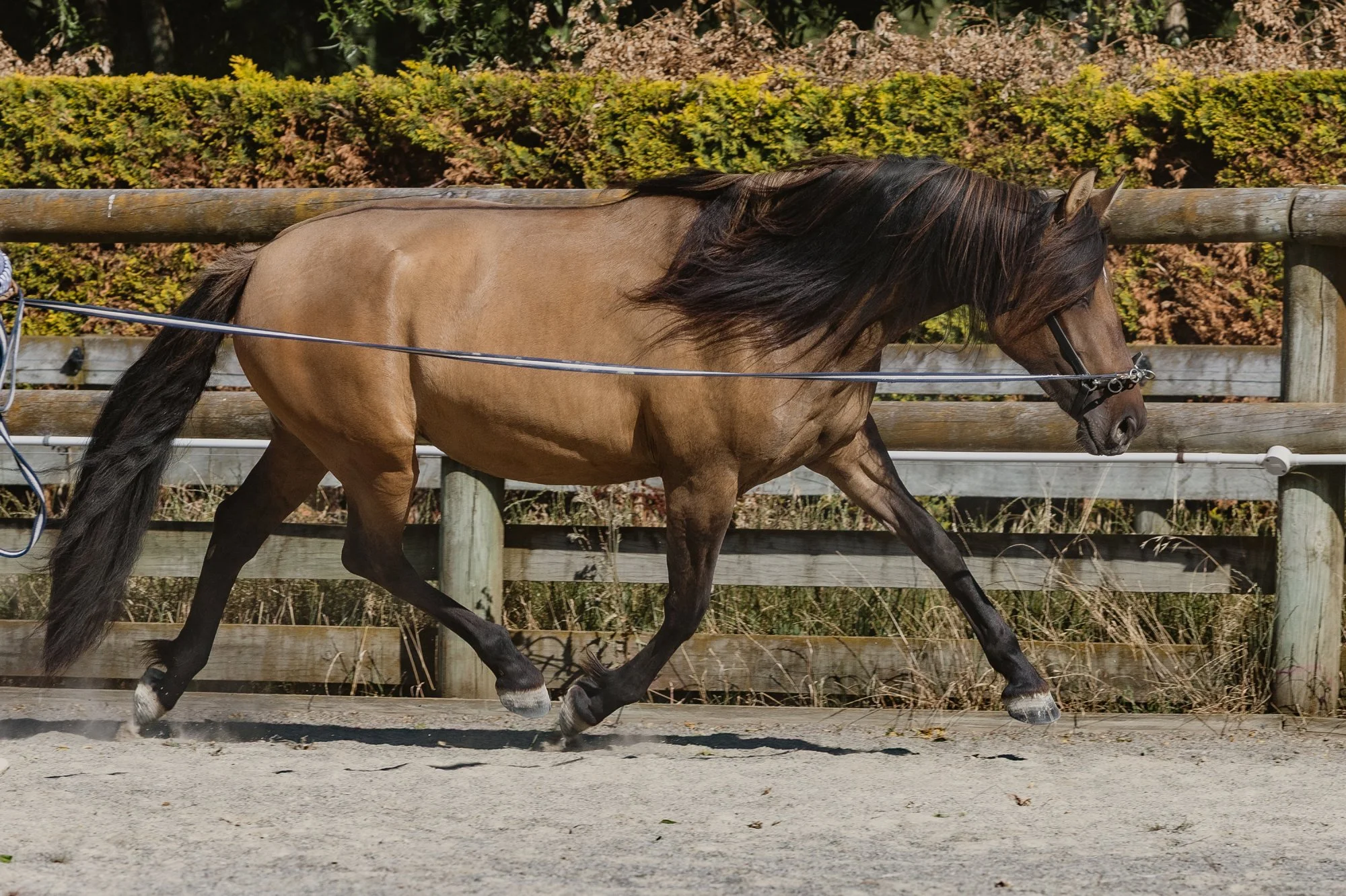 Tigressa (Warlander Sport)