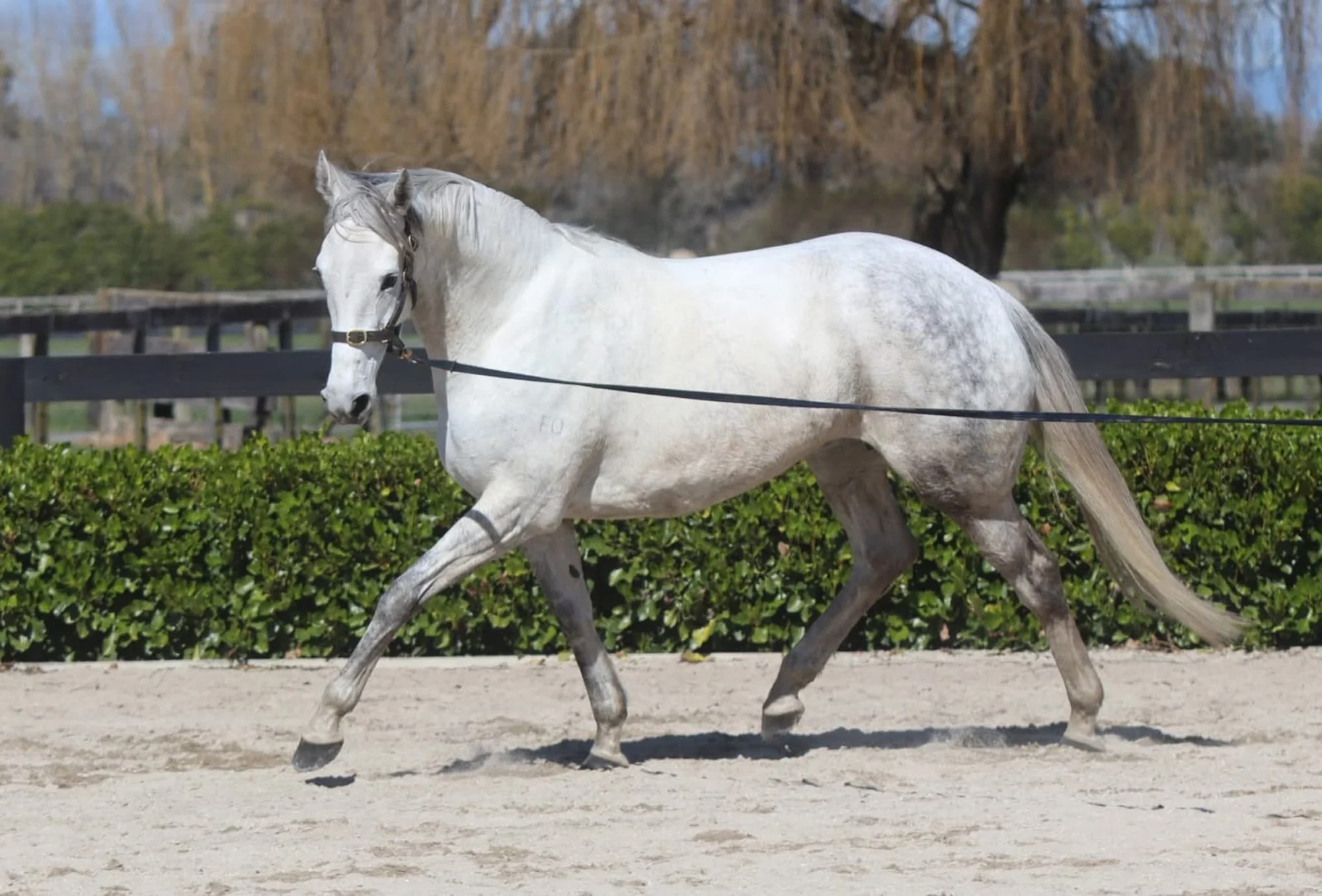 Sterling Silver 2.jpg