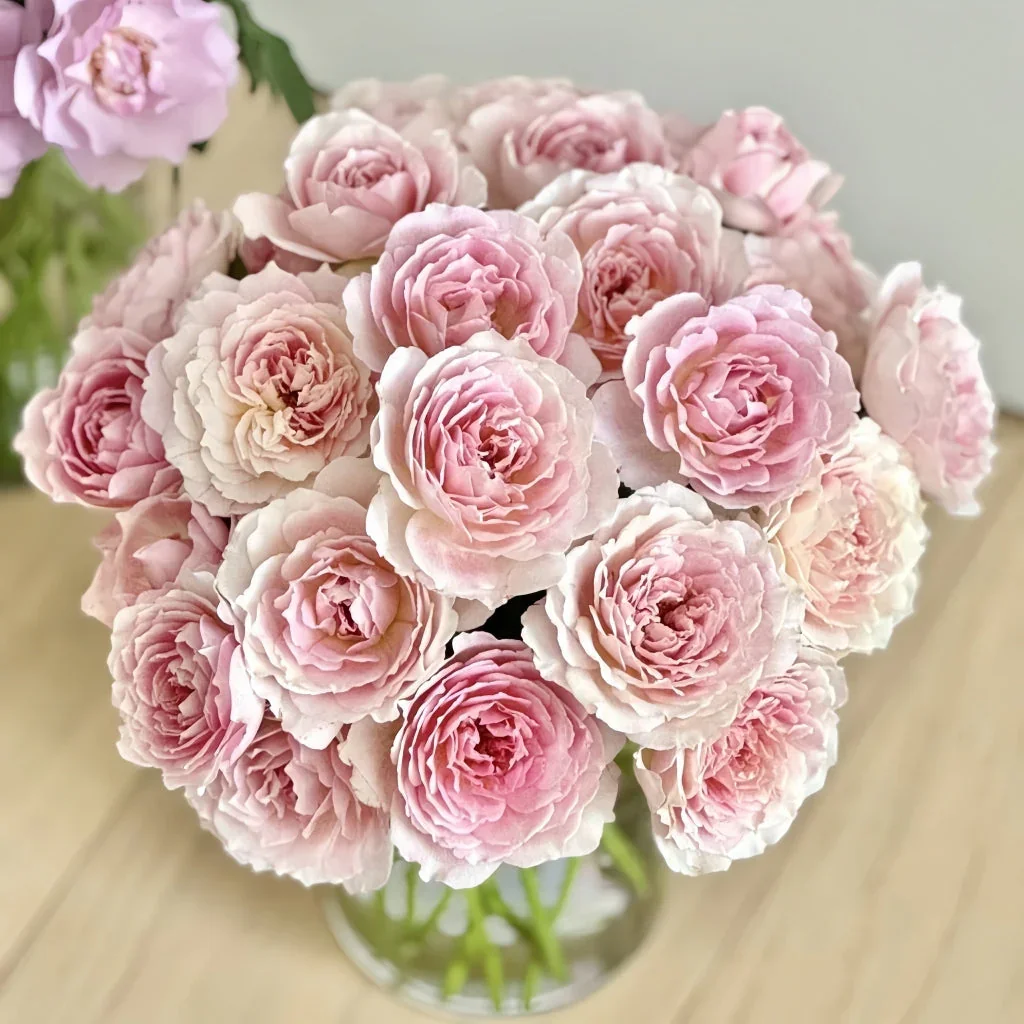 SucreRose02.webp