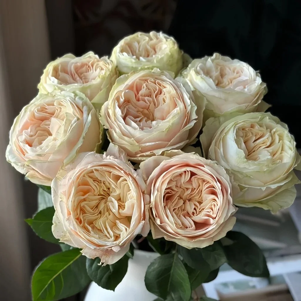 Victoria Summer Rose