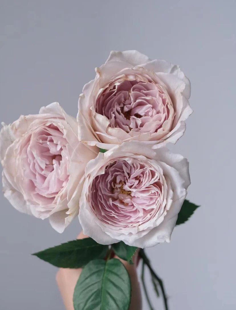 Milky Pearl Rose