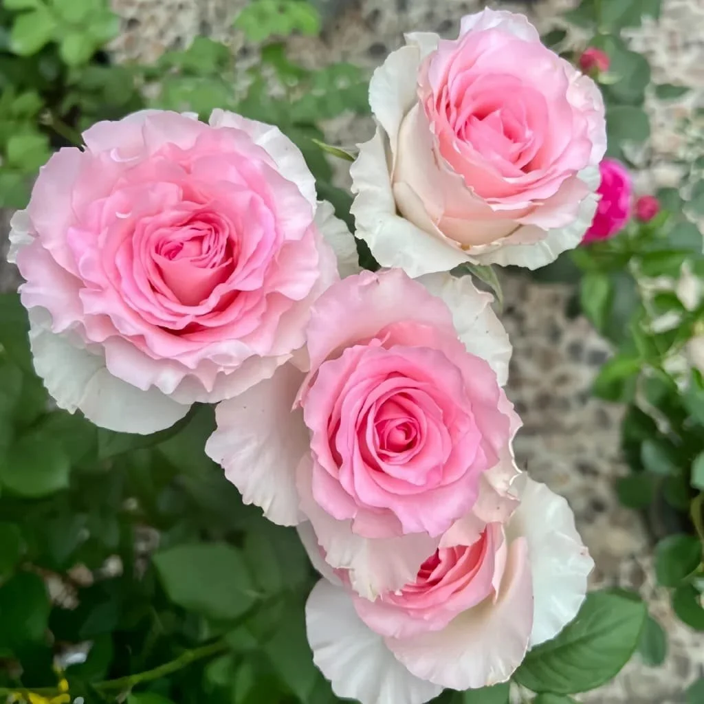 Goddess of the Luo River Rose