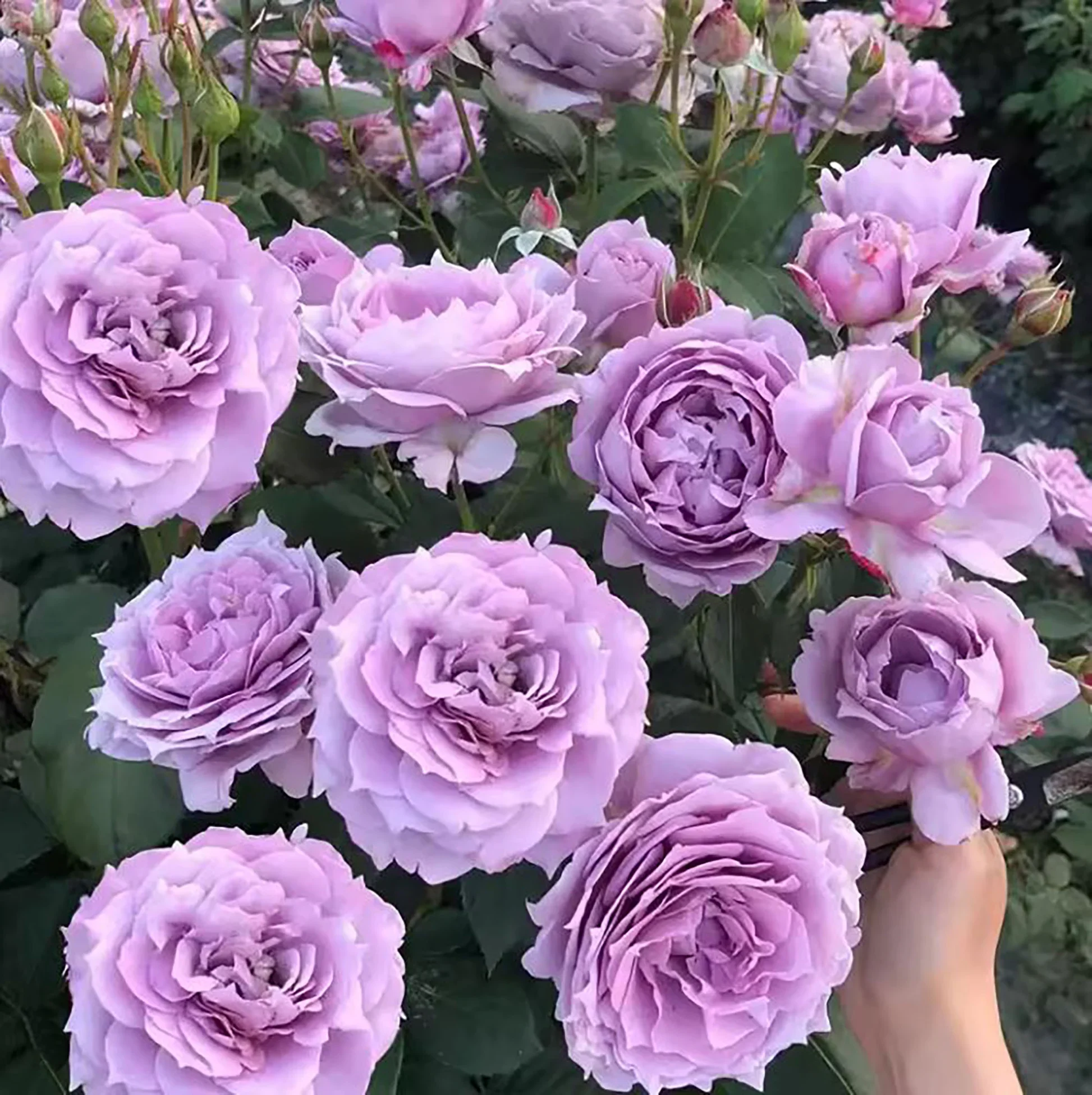 Novalis Rose-Lavender color-Floribunda-German-shrub rose