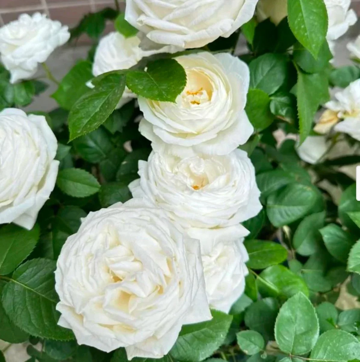 Yves Wedding Road Rose