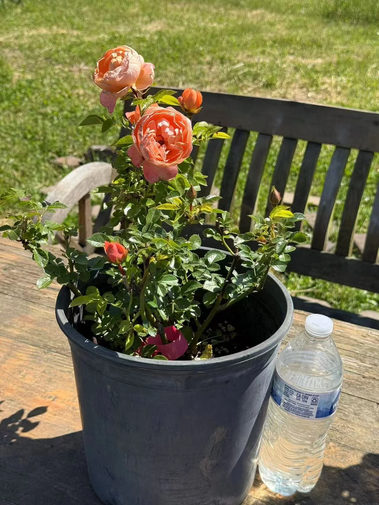Orange 1.jpg