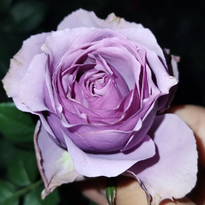Mystic Purple Rose