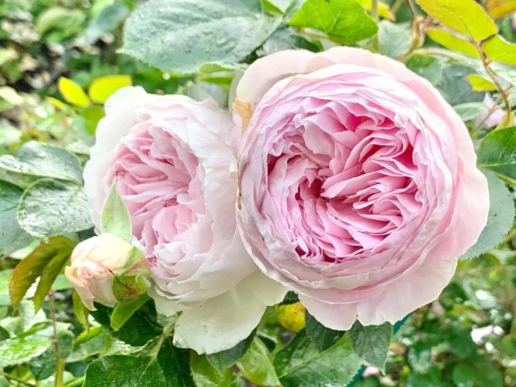 Earth Angel Rose