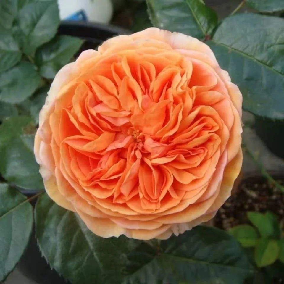 Chippendale Rose