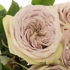 Silvermine Rose