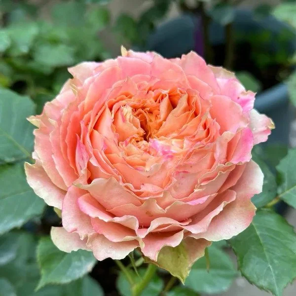 Country Spirit Louise Rose