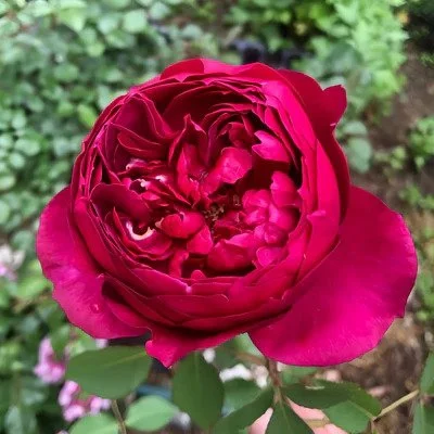 Autumn Rouge Rose