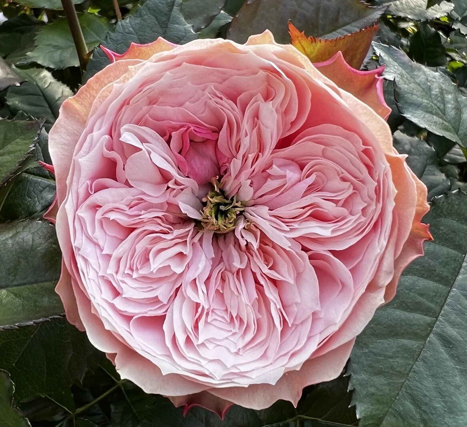 Northanger Abbey Rose