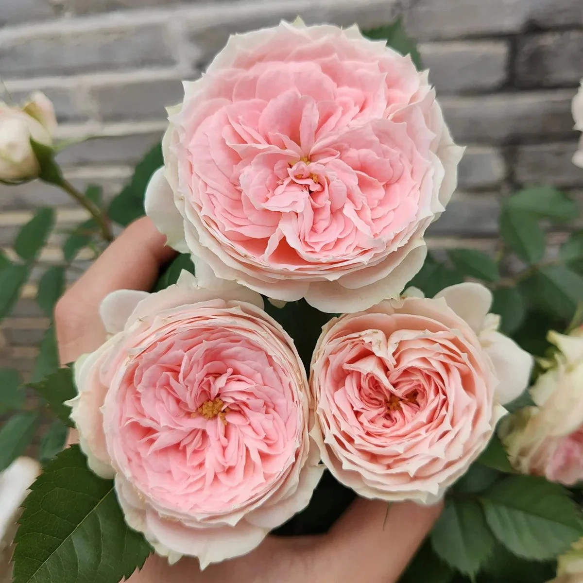 Pompon Veranda Rose