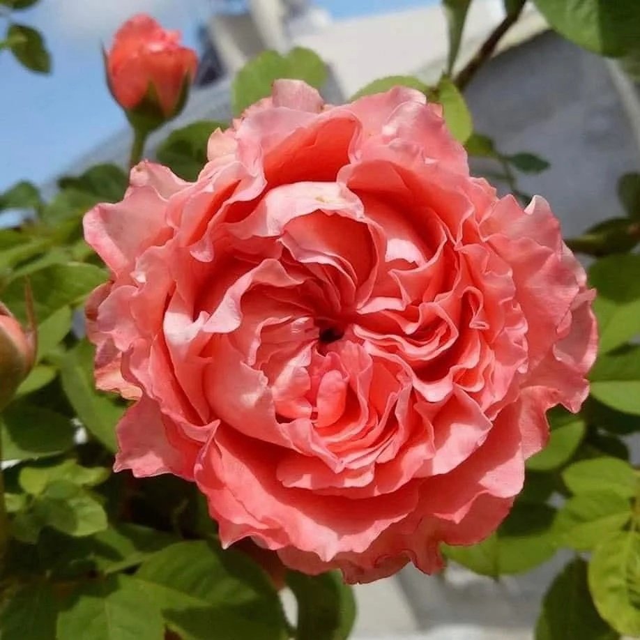 Corail Gelee Rose