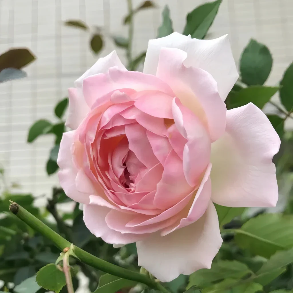 Sucre Rose