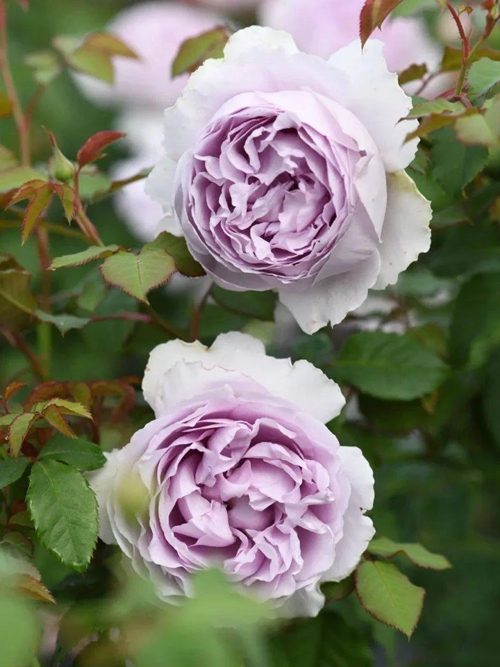 Yinyinqing Rose