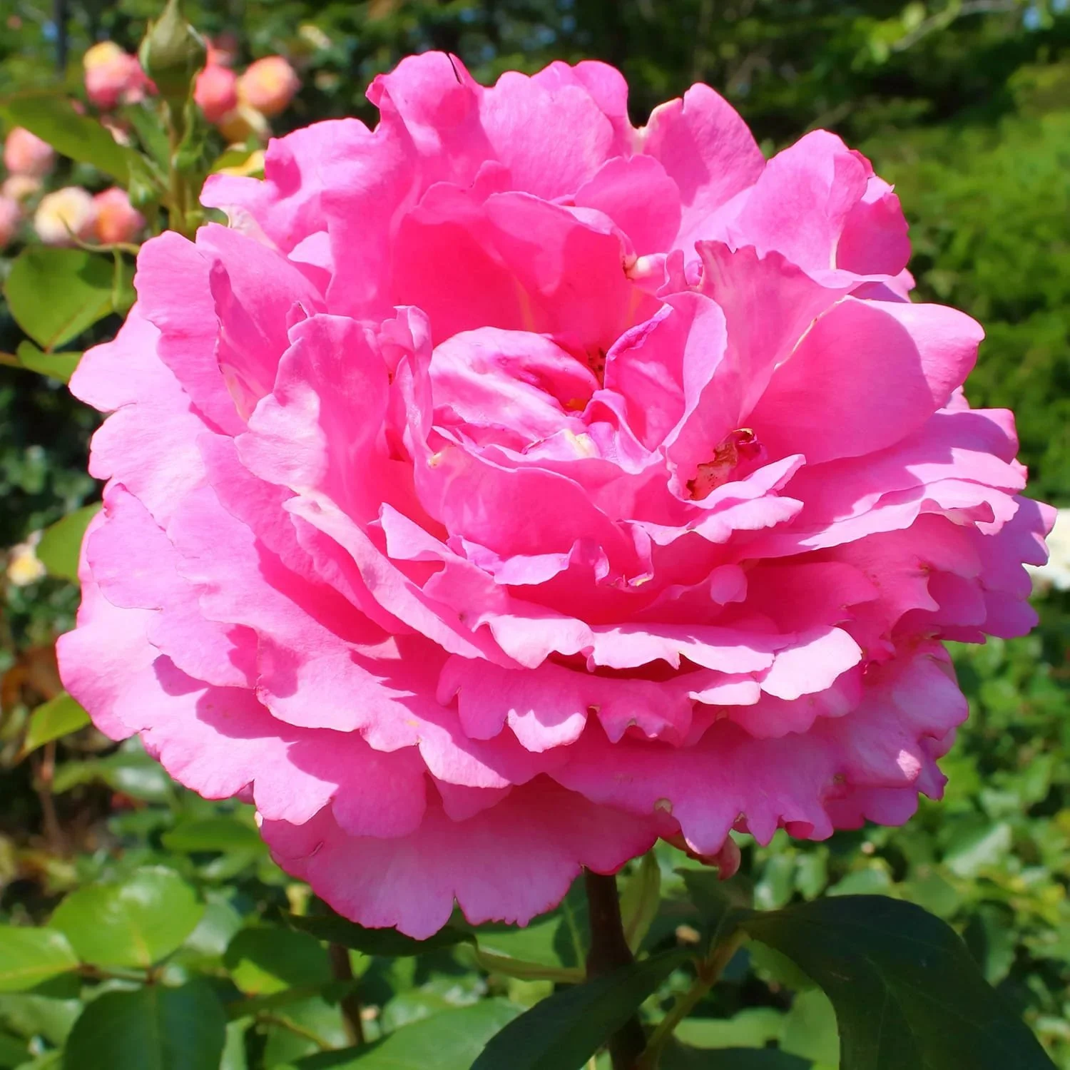 Yves Piaget Rose