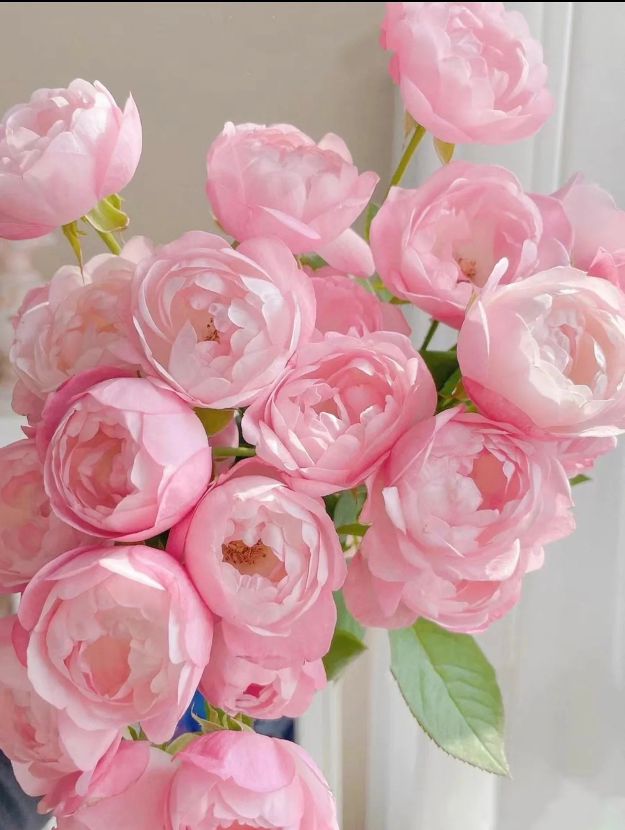 Strawberry Macaron Rose