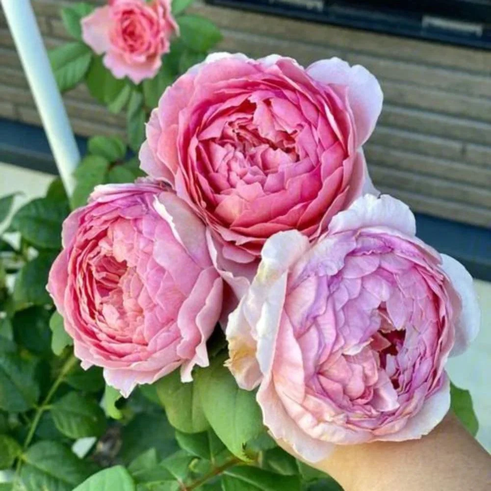 Eisvogel Rose