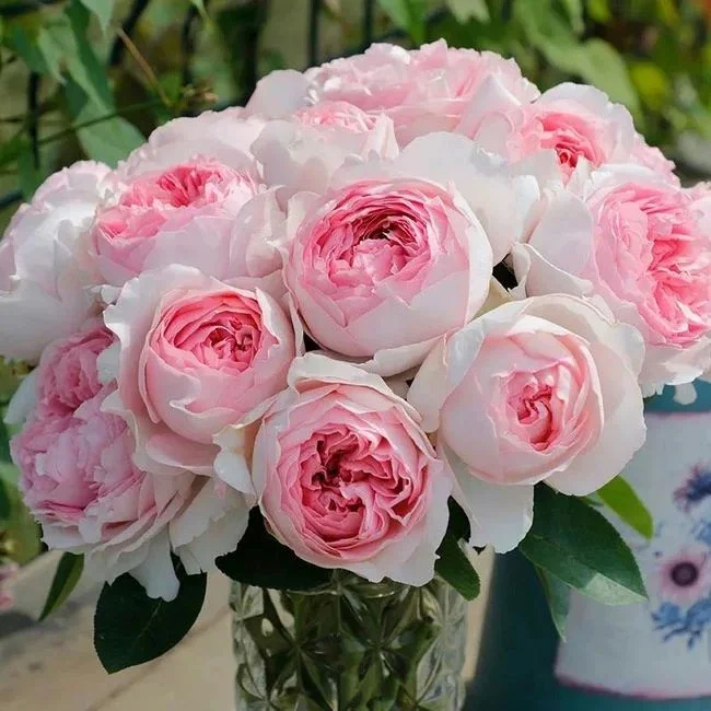 Yves L'esprit de Fille Rose