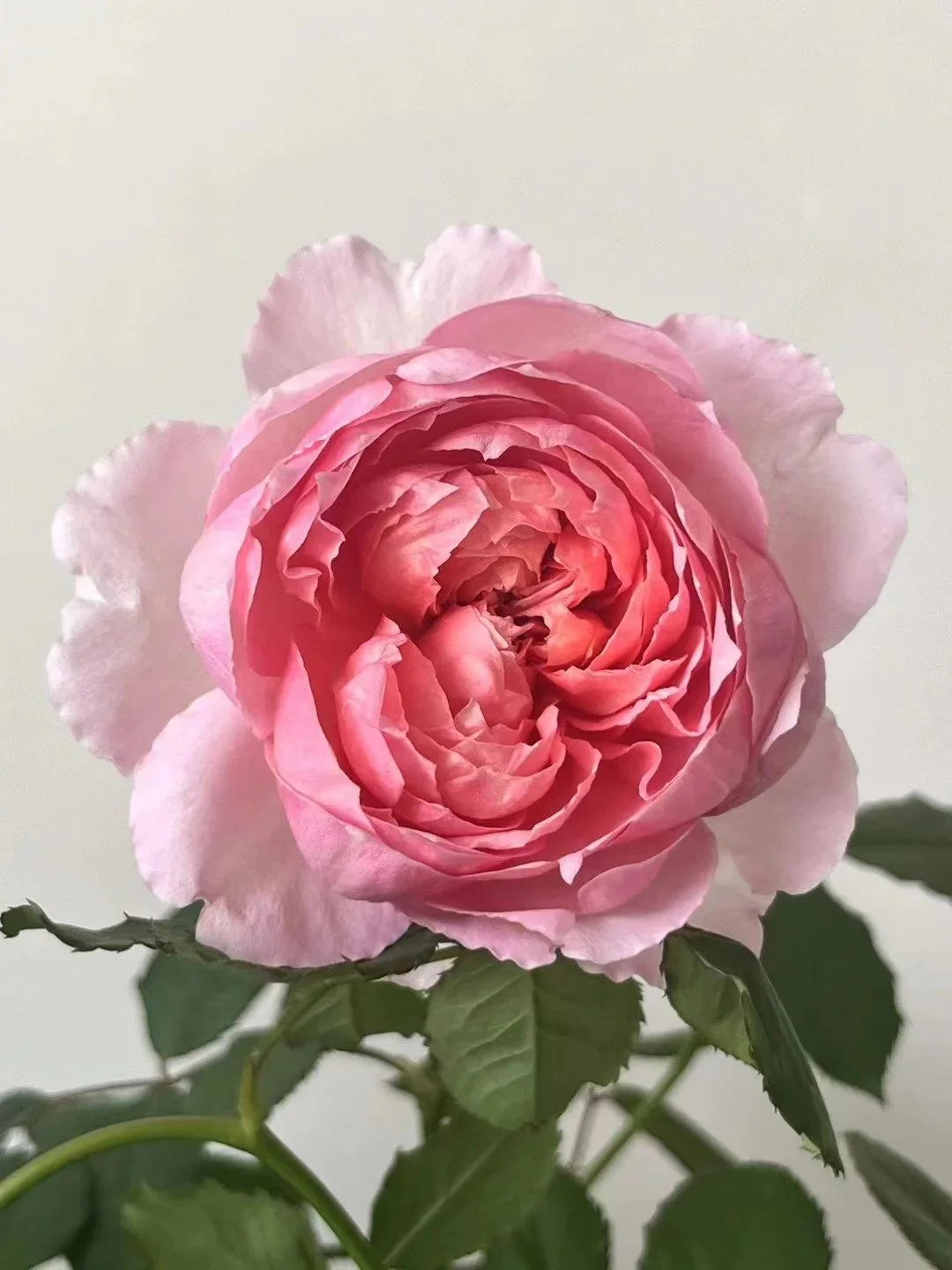Taoran Rose