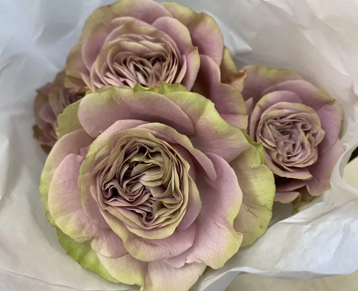 Always On Your Side Rose