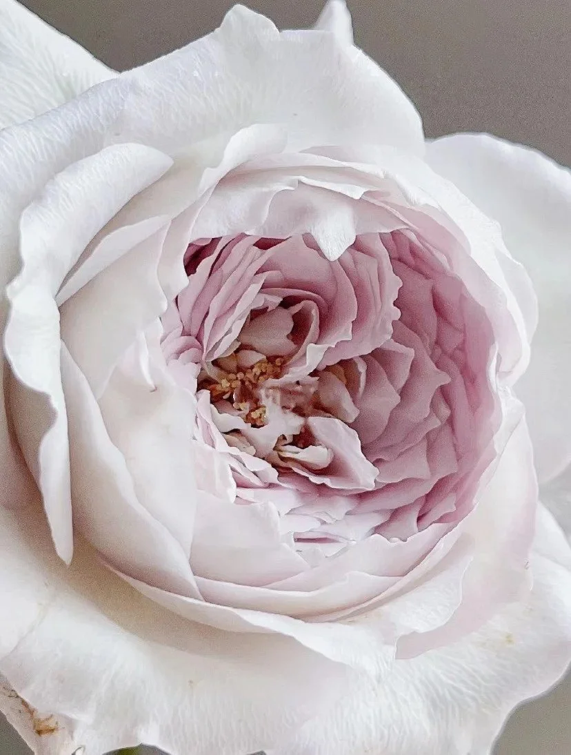 Milky Pearl Rose — Bloom Ladies Roses