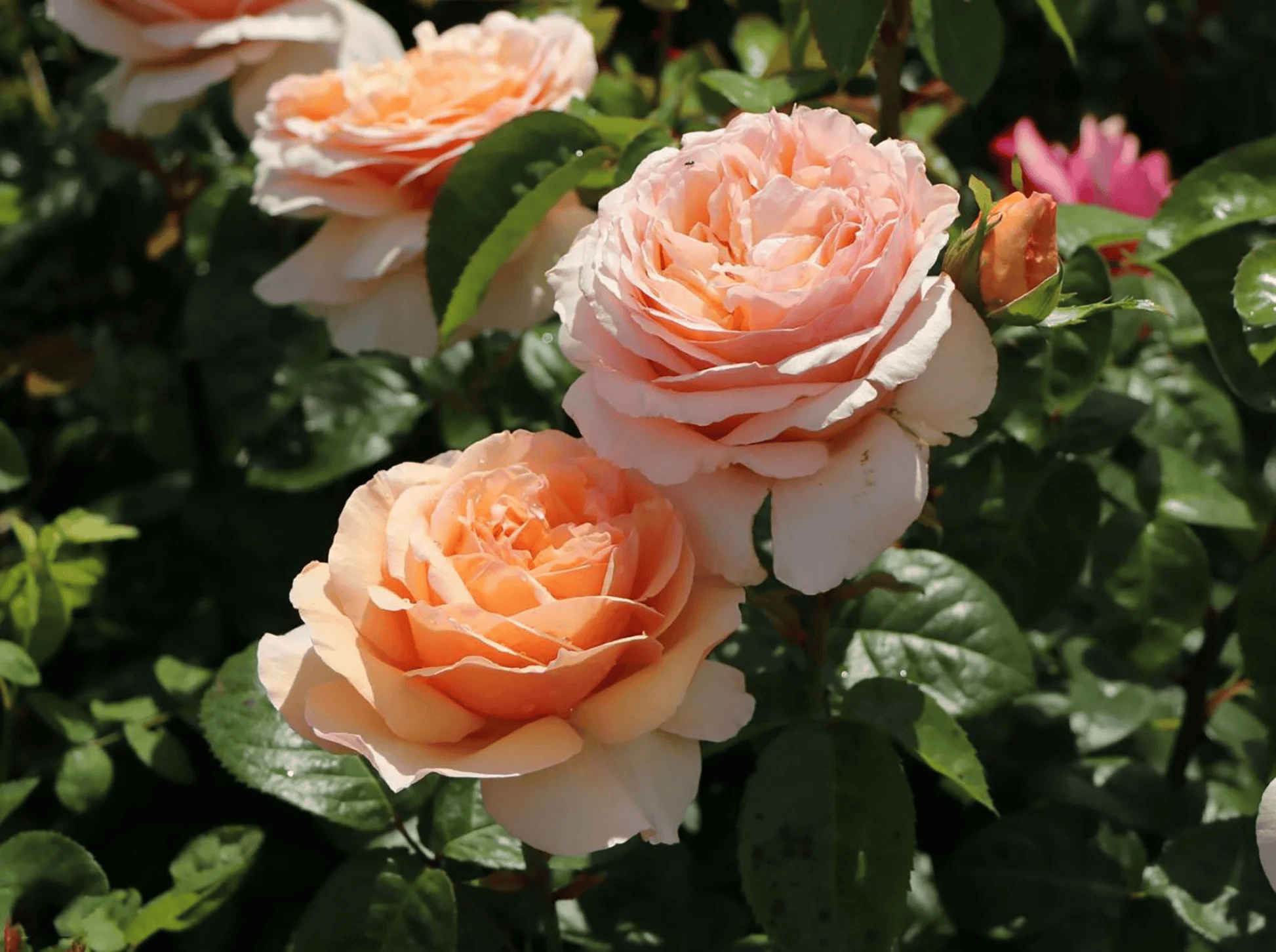 Tropicana Rose