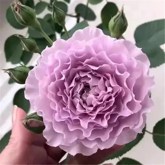 Improved Libellula Rose