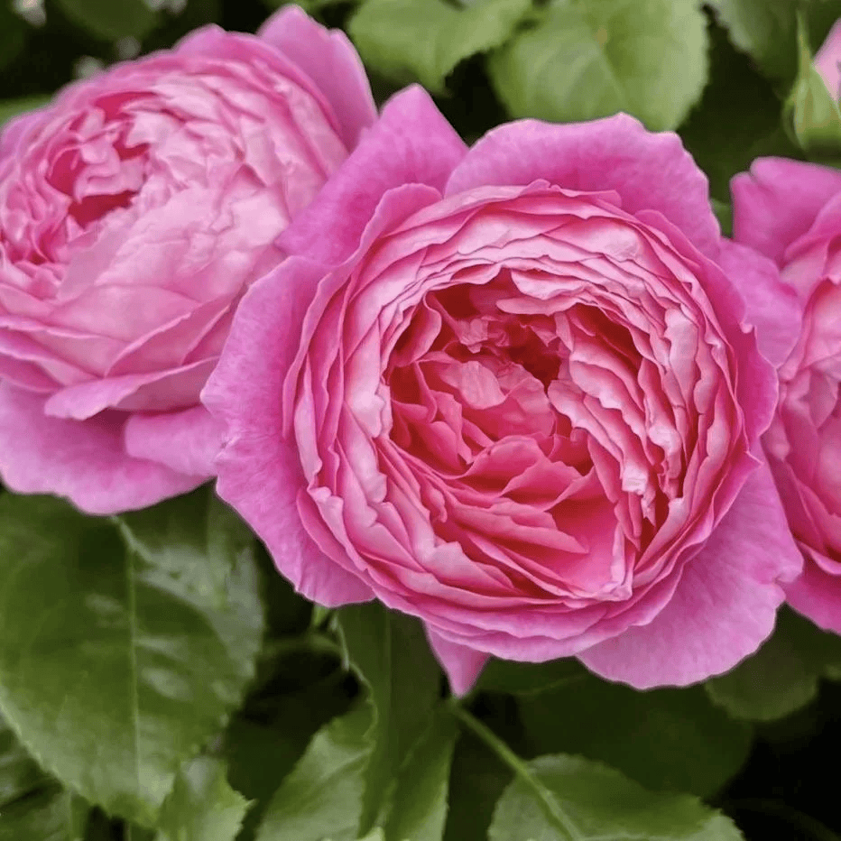 Fragonard Rose