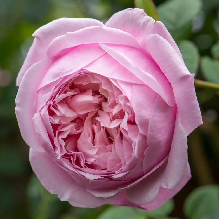 Spirit of Freedom Rose