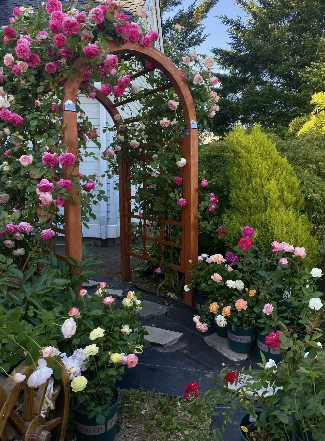 A rose-covered archway opens the entrance to a garden of beauty and fragrance. Every bloom reflects our passion for growing roses that make your garden beautiful.