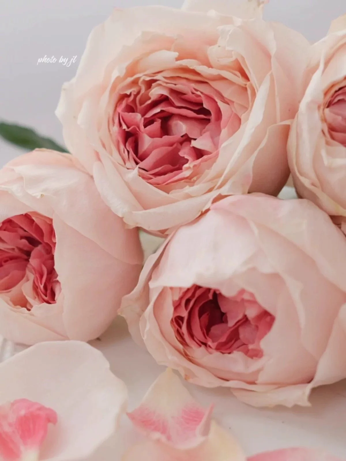 Princess Sakura Rose