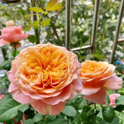 Victorian Secret Rose