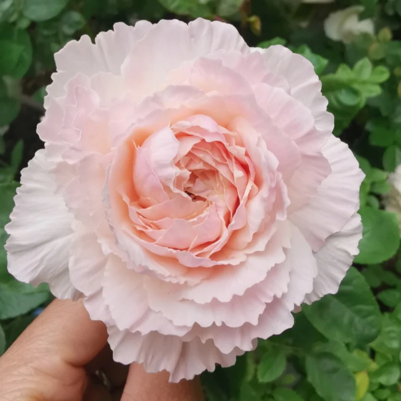 Tsumugi Fuli Rose